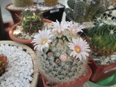 Mammillaria pennispinosa  - 16