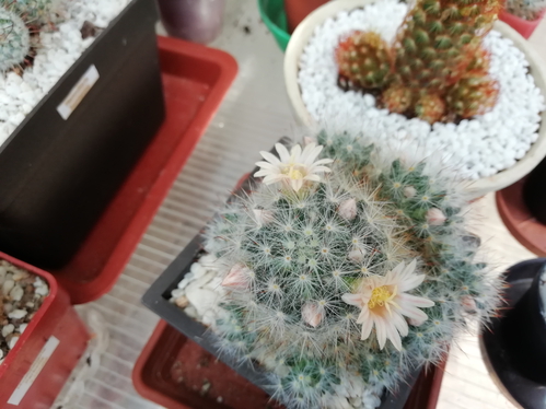 Mammillaria prolifera  - 04