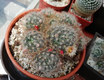 Mammillaria prolifera  - 10
