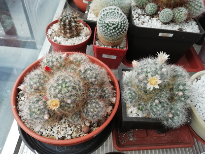 Mammillaria prolifera  - 16