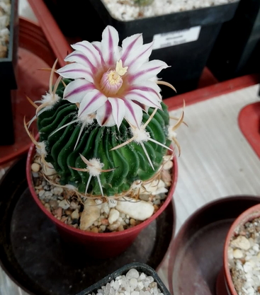 Echinofossulocactus kellerianus  - 16