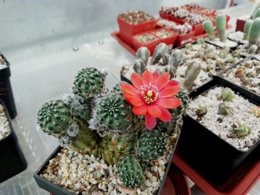 Rebutia pygmaea  - 04