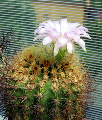 Acanthocalycium Violaceum  - 06