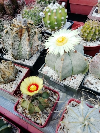 Astrophytum  - 04