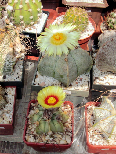 Astrophytum  - 12