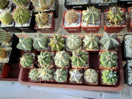 Astrophytum  - 18