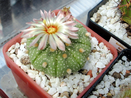 Astrophytum asterias  - 11