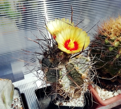 Astrophytum capricorne  - 01