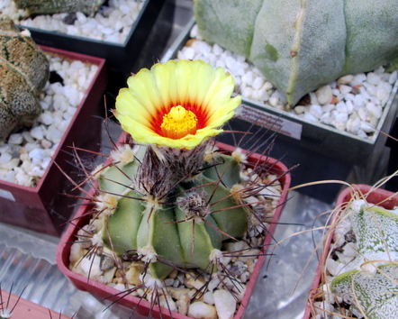 Astrophytum multihybrid  - 02