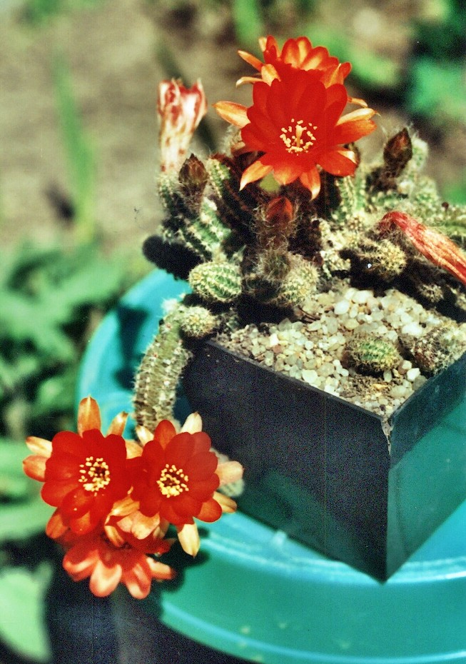 Chamaecereus Silves-c