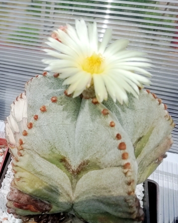 Astrophytum myriostygma  - 08