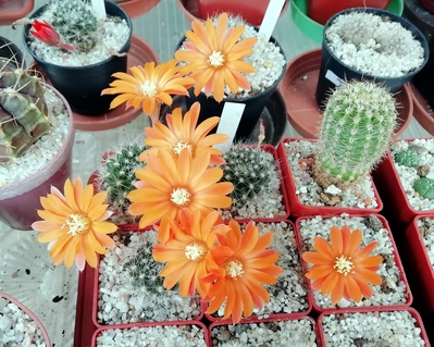 Aylostera flavistyla - 01