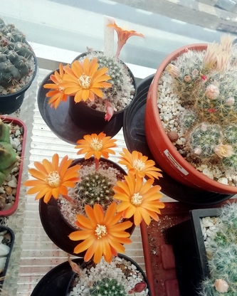 Aylostera flavistyla - 04