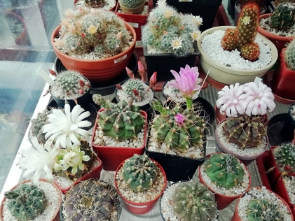 Gymnocalycium  - 12