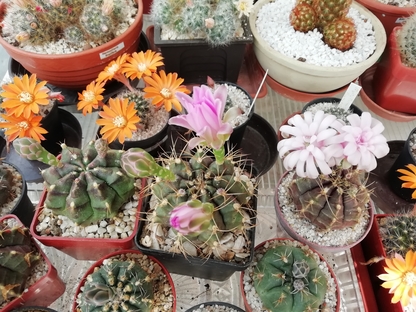 Gymnocalycium  - 14