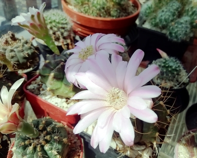 Gymnocalycium  - 51
