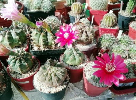 Gymnocalycium baldinium  -  04