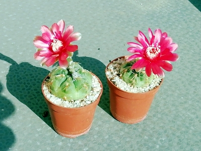 Gymnocalycium baldinium  -  10