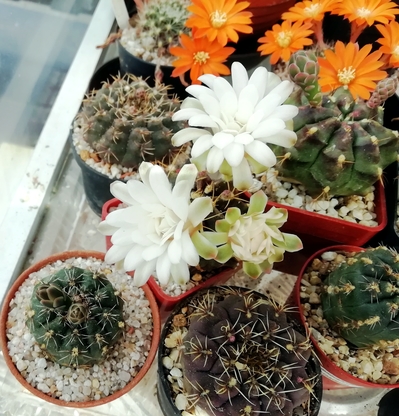 Gymnocalycium damsii  - 09