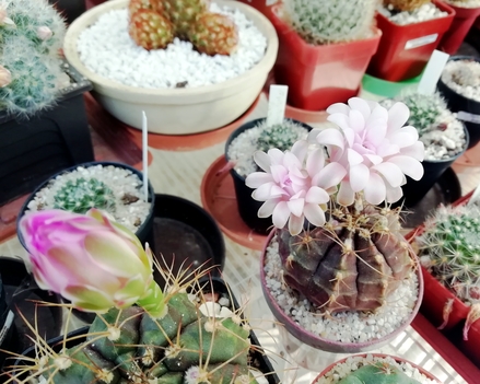 Gymnocalycium mihanovichii v.fridrichii  - 10