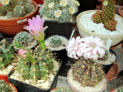 Gymnocalycium mihanovichii v.fridrichii  - 17