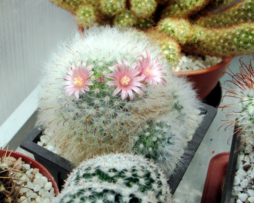 Mammillaria bocasana - 05