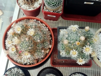 Mammillaria prolifera  - 06