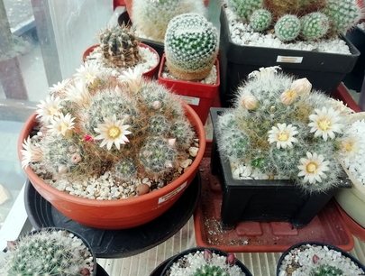 Mammillaria prolifera  - 07
