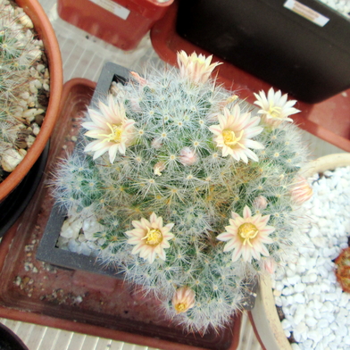 Mammillaria prolifera  - 09
