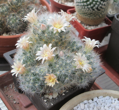 Mammillaria prolifera  - 15