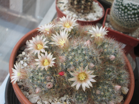 Mammillaria prolifera  - 20
