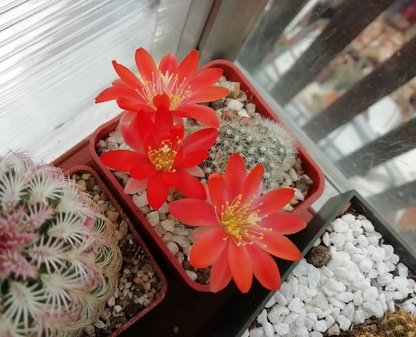 Rebutia  fiebrigii  - 03