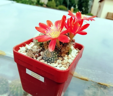 Rebutia  fiebrigii  - 06