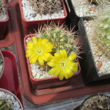 Rebutia neocumingii subs.Pilcomayensis  - 12