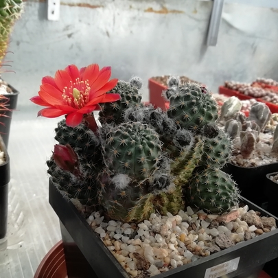 Rebutia pygmaea  - 06