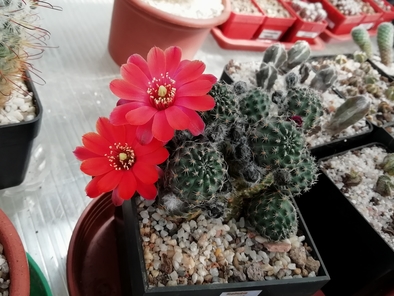 Rebutia pygmaea  - 10