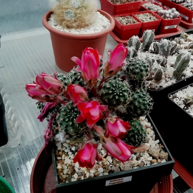 Rebutia pygmaea  - 14