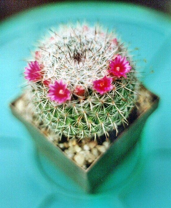 Mammillaria-b