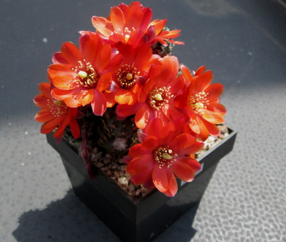Rebutia pygmaea  - 41