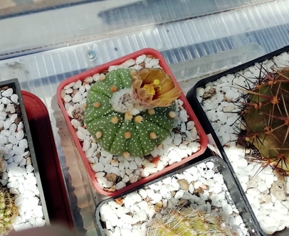 Astrophytum asterias  - 10