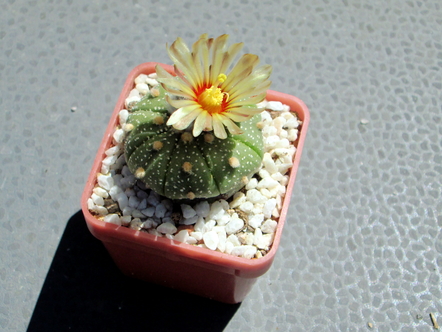 Astrophytum asterias  -12