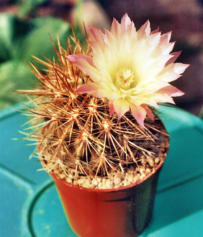 Neoporteria-a