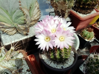 Acanthocalycium Violaceum  - 23