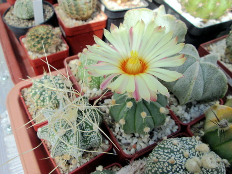 Astrophytum capricorne x asterias- 02