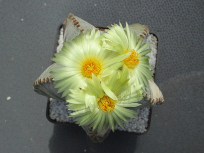 Astrophytum myriostygma  - 24