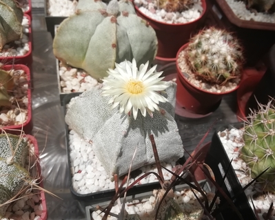 Astrophytum myriostygma  - 27