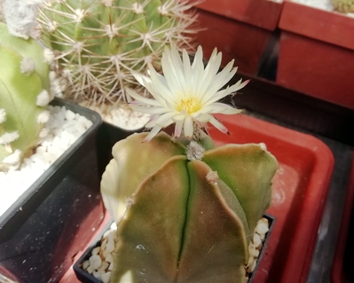 Astrophytum myriostygma v.nudum  - 02