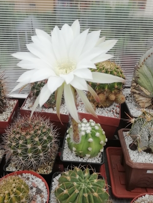 Echinopsis subdenudata  - 04