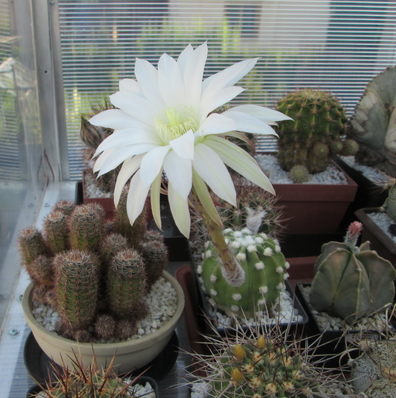 Echinopsis subdenudata  - 12