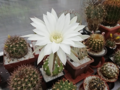 Echinopsis subdenudata  - 14